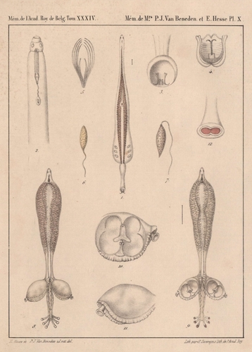 Van Beneden & Hesse (1864, pl. 10) Van Beneden & Hesse (1864, pl. 10)