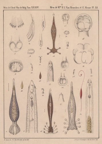 Van Beneden & Hesse (1864, pl. 11) Van Beneden & Hesse (1864, pl. 11)
