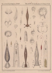 Van Beneden, P.-J.; Hesse, C.E. (1864). Recherches sur les Bdellodes (Hirudinées) et les Trématodes marins Mém. Acad. R. Sci. Lett. B.-Arts Belg., Collect. 4 34: 1-149, plates I-XV