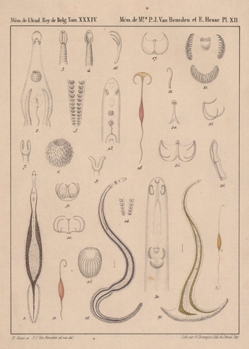 Van Beneden & Hesse (1864, pl. 12) Van Beneden & Hesse (1864, pl. 12)