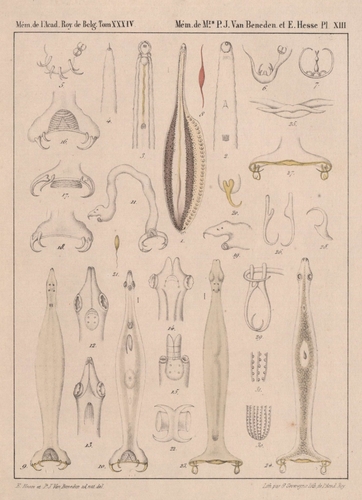 Van Beneden & Hesse (1864, pl. 13) Van Beneden & Hesse (1864, pl. 13)
