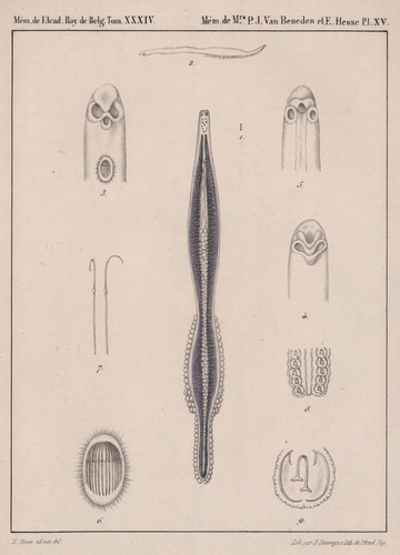 Van Beneden & Hesse (1864, pl. 15) Van Beneden & Hesse (1864, pl. 15)