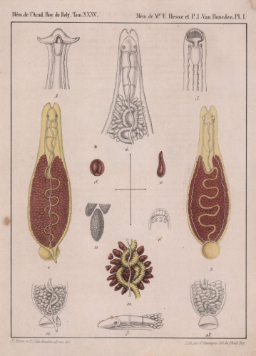 Van Beneden & Hesse (1864, pl. 01, bijlage)