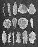 Foraminifera