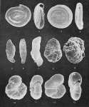 Foraminifera - Plate 2 - Ammodiscidae, Lituolidae, author: Cole, F. and C. Ferguson