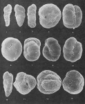 Protozoans