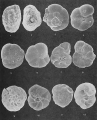 Foraminifera - Plate 4 - Rzehakinidae, Textulariidae, author: Cole, F. and C. Ferguson