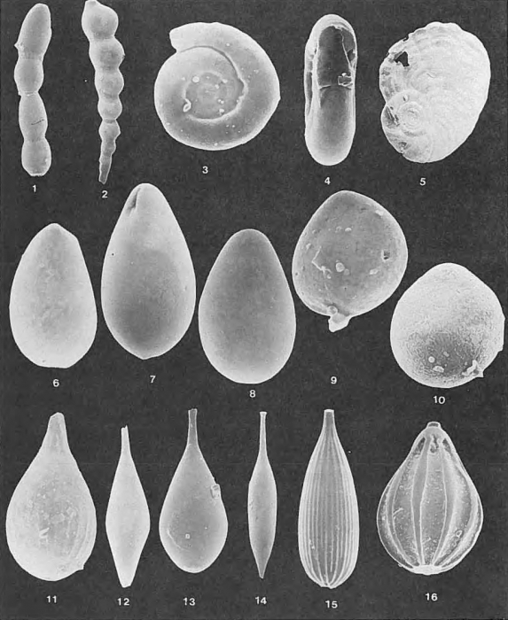 Foraminifera - Plate 5 - Fischerinidae, Nodosariidae, Glandulinidae Foraminifera - Plate 5 - Fischerinidae, Nodosariidae, Glandulinidae