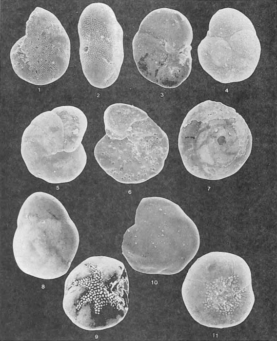 Foraminifera - Plate 8 - Elphidiidae, Discorbidae, Glabratellidae, Cibicidae Foraminifera - Plate 8 - Elphidiidae, Discorbidae, Glabratellidae, Cibicidae
