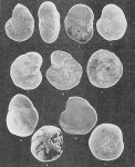 Protozoans