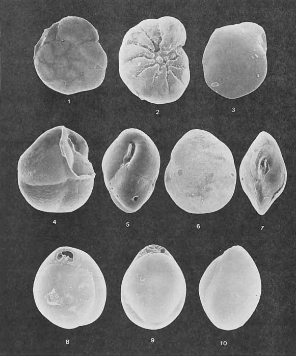 Foraminifera - Plate 9 - Rotaliidae, Islandiellidae, Miliolidae Foraminifera - Plate 9 - Rotaliidae, Islandiellidae, Miliolidae
