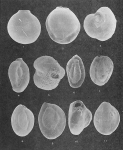 Foraminifera