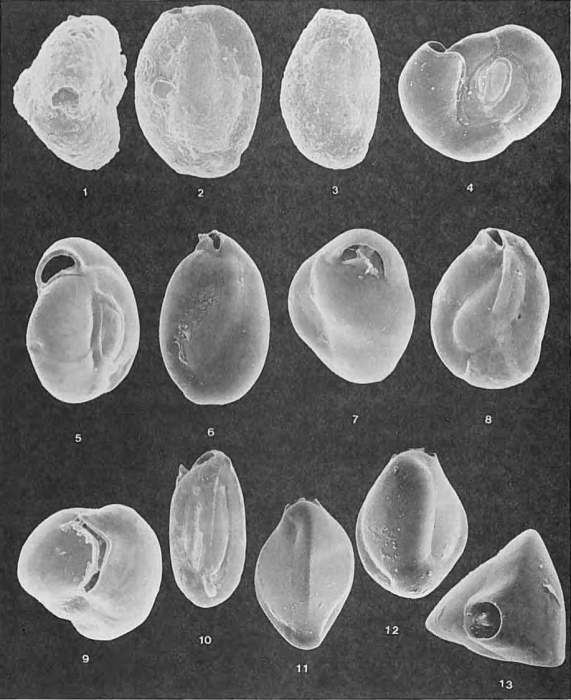 Foraminifera - Plate 11 - Miliolidae Foraminifera - Plate 11 - Miliolidae