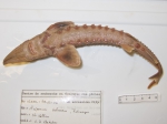 Acipenser fulvescens - lake sturgeon (ventral)