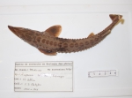 Acipenser fulvescens - lake sturgeon (dorsal), author: Fisheries and Oceans Canada, Claude Nozes