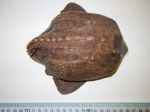 Amblyraja hyperborea - dorsal, author: Fisheries and Oceans Canada, Claude Nozes
