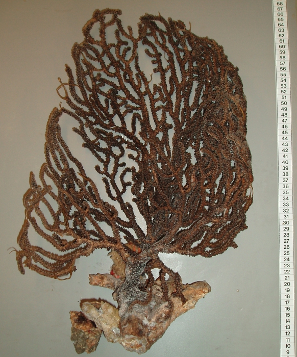 Paramuricea Paramuricea