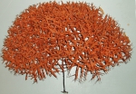 Hexacorallia