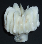 Cnidarians