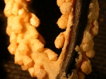 Primnoa resedaeformis, author: Fisheries and Oceans Canada, Vonda Wareham