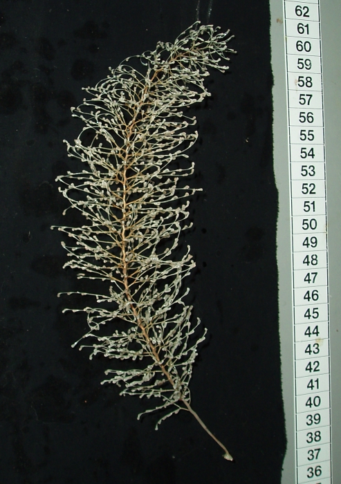 Chrysogorgia Chrysogorgia