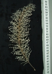 Cnidarians