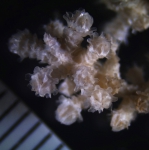 Parastenella atlantica, author: Fisheries and Oceans Canada, Vonda Wareham