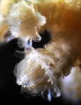 Parastenella atlantica, author: Fisheries and Oceans Canada, Vonda Wareham