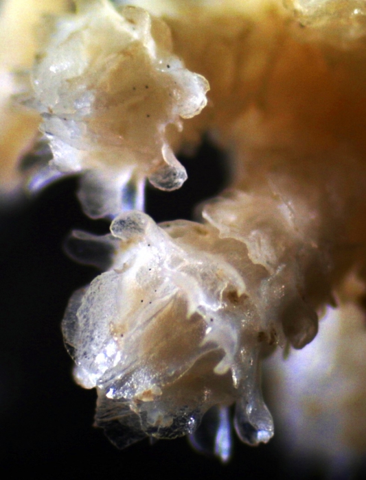 Parastenella atlantica 