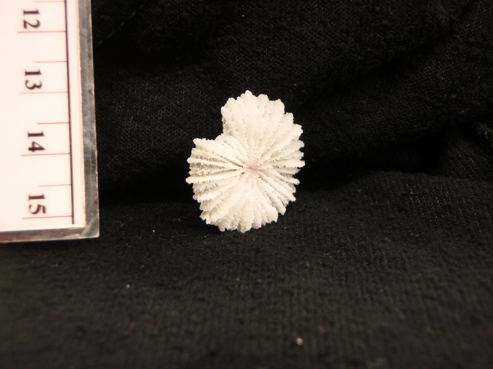 Fungiacyathus cf. marenzelleri Fungiacyathus cf. marenzelleri
