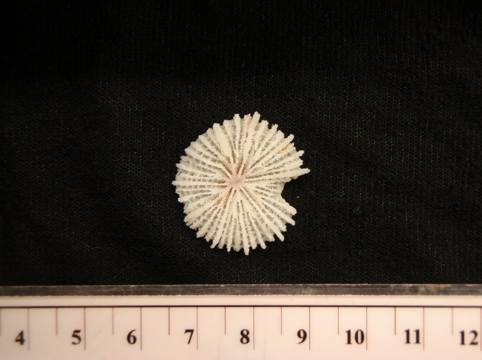 Fungiacyathus cf. marenzelleri Fungiacyathus cf. marenzelleri
