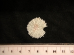 Scleractinia