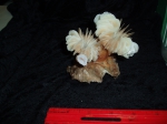 Scleractinia