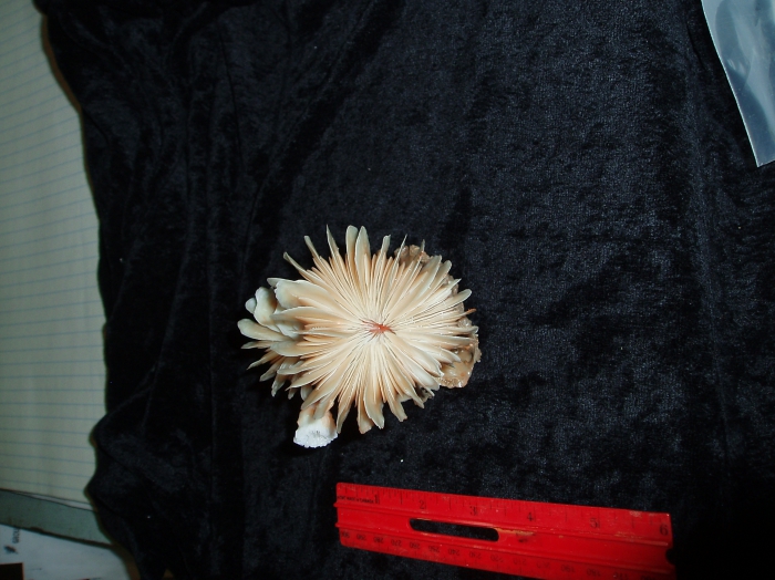 Desmophyllum dianthus Desmophyllum dianthus