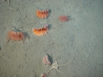 Anthozoa