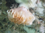 Scleractinia