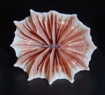 Scleractinia