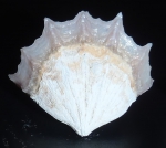 Scleractinia