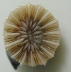 Caryophyllia (Caryophyllia) ambrosia, author: Fisheries and Oceans Canada