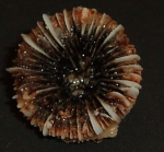 Vaughanella margaritata