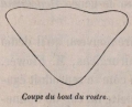 Van Beneden (1870, fig. 04)