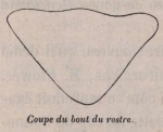 Van Beneden (1870, fig. 04)