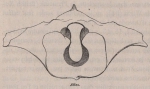 <B>Van Beneden, P.-J.</B> (1870). Mémoire sur une Balénoptère capturée dans l'Escaut en 1869 Mém. Acad. R. Sci. Lett. B.-Arts Belg., Collect. 4 XXXVIII: 1-36, plates I-II