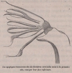 Van Beneden, P.-J. (1870). Mémoire sur une Balénoptère capturée dans l'Escaut en 1869 Mém. Acad. R. Sci. Lett. B.-Arts Belg., Collect. 4 XXXVIII: 1-36, plates I-II