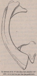Van Beneden (1870, fig. 10)
