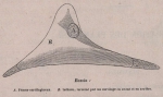 Van Beneden (1870, fig. 11)