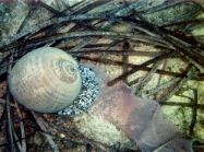 Tonna galea (Linnaeus, 1758) with egg mass