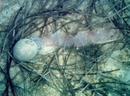 Tonna galea (Linnaeus, 1758) with egg mass.