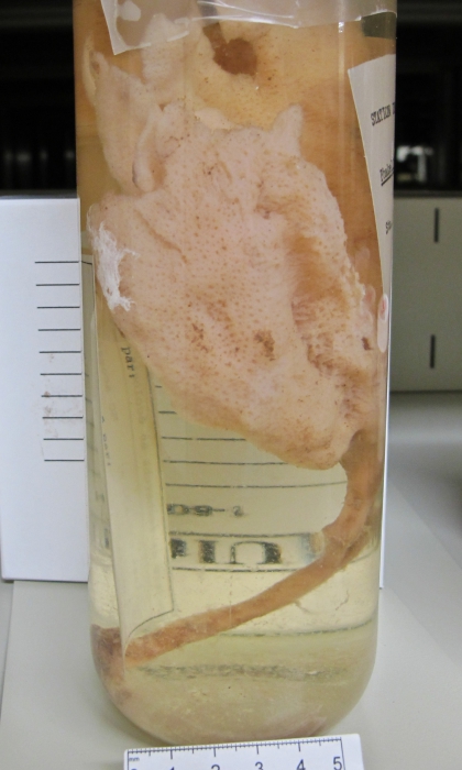 Semisuberites cribrosa Semisuberites cribrosa