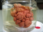 Gersemia rubiformis